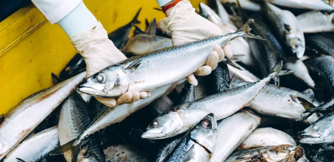 DOGsUazQ-1688535634_485_335191_fisheriesandfishprocessingplants-jpg.webp.webp